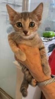 Grayco -  Domestic Short Hair Cat for Adoption in The Woodlands, Texas - Grayco | PetCurious