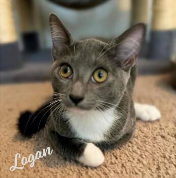 Logan #magnificent-7-litter -  Tuxedo and American Shorthair Cat for Adoption in Houston, Texas - Logan #magnificent-7-litter | PetCurious