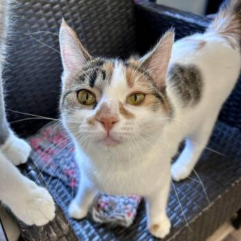 Valeria -  Calico Cat for Adoption in Grand Rapids, Michigan - Valeria | PetCurious