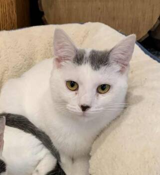 Rescue Domestic Short Hair Cats for Adoption in Hawley, Pennsylvania - Miss Ducky | PetCurious