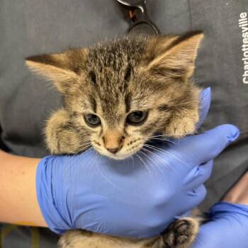 Parmesan -  Domestic Short Hair Cat for Adoption in Charlottesville, Virginia - Parmesan | PetCurious
