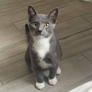 Lenny -  Domestic Short Hair Cat for Adoption in Los Angeles, California - Lenny | PetCurious