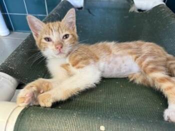 Blur -  Domestic Short Hair Cat for Adoption in Honolulu, Hawaii - Blur | PetCurious