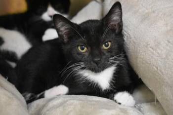 Sweet Tart -  Domestic Short Hair Cat for Adoption in Kansas City, Missouri - Sweet Tart | PetCurious