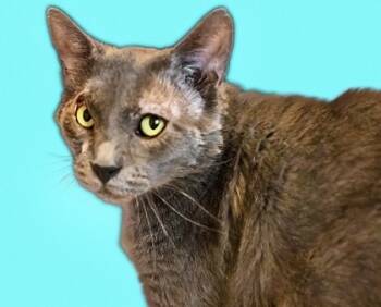 Rescue Domestic Short Hair Cats for Adoption in Fort Worth, Texas - Steve Harris | PetCurious