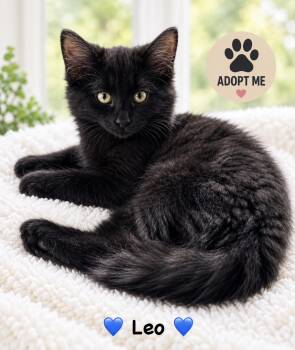 Leo -  Domestic Long Hair Cat for Adoption in Copley, Ohio - Leo | PetCurious