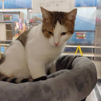 Tanner -  Domestic Short Hair Cat for Adoption in Corpus Christi, Texas - Tanner | PetCurious