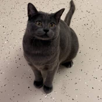 Liam -  Domestic Short Hair Cat for Adoption in Pilot Point, Texas - Liam | PetCurious