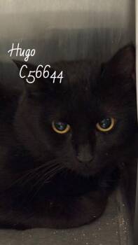Hugo -  Domestic Short Hair Cat for Adoption in Clarksville, Tennessee - Hugo | PetCurious
