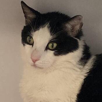 Oreo Lovely -  Domestic Short Hair Cat for Adoption in Philadelphia, Pennsylvania - Oreo Lovely | PetCurious