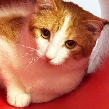 Domestic Short Hair Cats Available for Adoption - Patch | PetCurious
