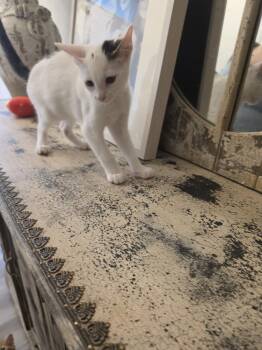 Elvis Purrsley -  Turkish Van Cat for Adoption in Cary, North Carolina - Elvis Purrsley | PetCurious
