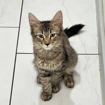 Sapphire aka Agate -  Tabby Cat for Adoption in Scottsdale, Arizona - Sapphire Aka Agate | PetCurious