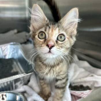 Lucy -  Domestic Medium Hair Cat for Adoption in Matteson, Illinois - Lucy | PetCurious