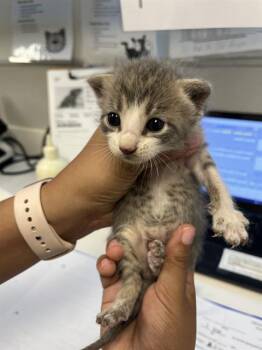 Rescue Domestic Short Hair Cats for Adoption in Rosenberg, Texas - GUS | PetCurious