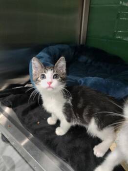 Phish Food -  Domestic Short Hair Cat for Adoption in Wellington, Kansas - Phish Food | PetCurious