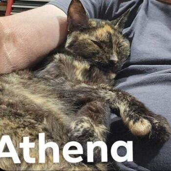 Athena -  Domestic Short Hair Cat for Adoption in Tampa, Florida - Athena | PetCurious