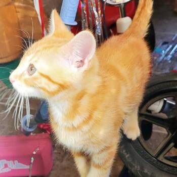 Domestic Short Hair Cats Available for Adoption - Li