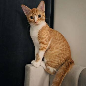 Moby -  Domestic Short Hair Cat for Adoption in Burnaby, British Columbia - Moby | PetCurious