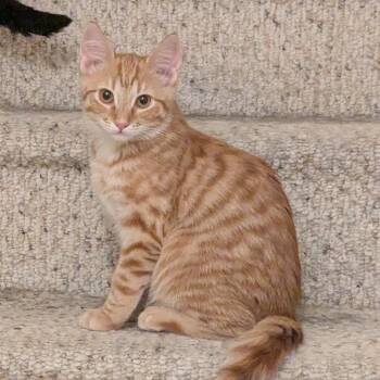 Rescue Domestic Short Hair Cats for Adoption in Beaufort, South Carolina - Garfield | PetCurious