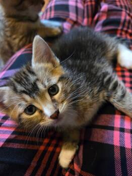2026-40 Papi Bell -  Domestic Short Hair Cat for Adoption in Windsor, Connecticut - 2026-40 Papi Bell | PetCurious