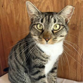 Domestic Short Hair Cats Available for Adoption in Freeport, Florida - Mimi | PetCurious