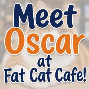 Oscar at Fat Cat Cafe -  Domestic Short Hair Cat for Adoption in Tallahassee, Florida - Oscar At Fat Cat Cafe | PetCurious