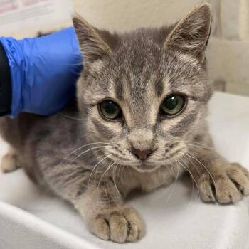 Domestic Short Hair and British Shorthair Cats Available for Adoption - Toofless | PetCurious