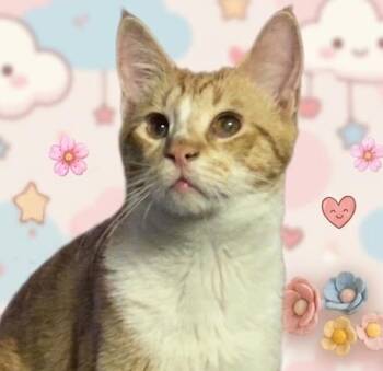SunnyQ -  Tabby and Domestic Short Hair Cat Available for Adoption in North Highlands, California - SunnyQ | PetCurious