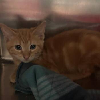 Gunner -  Domestic Short Hair Cat for Adoption in Lakeland, Florida - Gunner | PetCurious