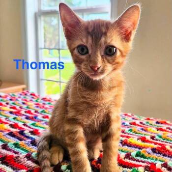 Thomas -  Domestic Short Hair Cat for Adoption in Buffalo, Minnesota - Thomas | PetCurious