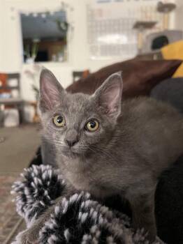 MILO -  Domestic Short Hair Cat for Adoption in West Valley City, Utah - MILO | PetCurious