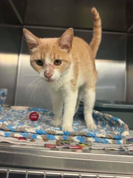 Kobe -  Domestic Short Hair Cat for Adoption in Lock Haven, Pennsylvania - Kobe | PetCurious