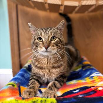 Rescue Domestic Short Hair Cats for Adoption in Fargo, North Dakota - Arrowhead | PetCurious