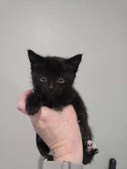 Boom Chocolatta -  Domestic Short Hair Cat for Adoption in Wellington, Kansas - Boom Chocolatta | PetCurious