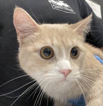 Nina Mia -  Domestic Short Hair Cat for Adoption in Golden, Colorado - Nina Mia | PetCurious