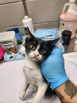 CAROLINA WILD PETUNIA -  Domestic Short Hair Cat for Adoption in Lexington, Tennessee - CAROLINA WILD PETUNIA | PetCurious