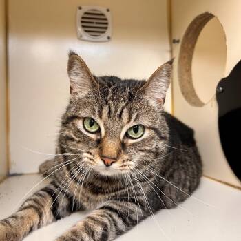 Annie -  Domestic Short Hair Cat Available for Adoption in Myerstown, Pennsylvania - Annie | PetCurious