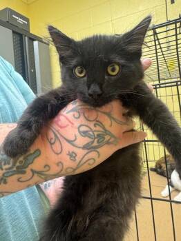 Domestic Medium Hair Cats Available for Adoption in Crossville, Tennessee - Coco Puff | PetCurious