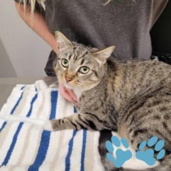 Corn Chip -  Domestic Short Hair Cat for Adoption in Sacramento, California - Corn Chip | PetCurious