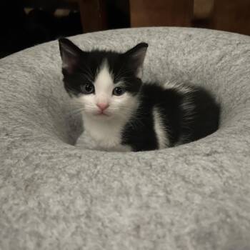 Tux -  Domestic Short Hair Cat for Adoption in Natick, Massachusetts - Tux | PetCurious