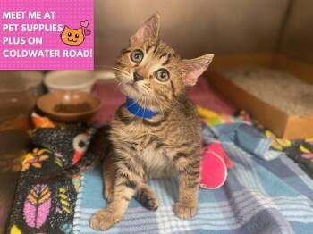 PHOENIX -  Domestic Short Hair Cat Available for Adoption in Fort Wayne, Indiana - PHOENIX | PetCurious