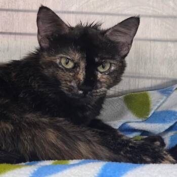 Domestic Short Hair Cats Available for Adoption in Bentonville, Arkansas - Turtle | PetCurious