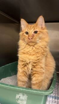 Rescue Domestic Long Hair Cats for Adoption in Quincy, Illinois - Cal | PetCurious