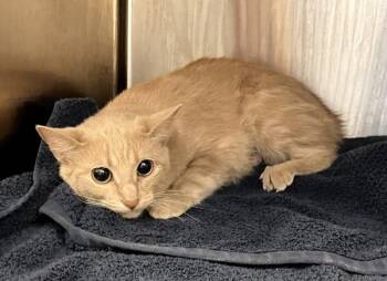 Domestic Short Hair Cats Available for Adoption in Stratham, New Hampshire - Delilah | PetCurious