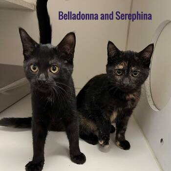 Belladonna and Serephina -  Domestic Short Hair Cat for Adoption in Pleasantville, New Jersey - Belladonna And Serephina | PetCurious