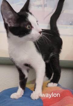Waylon -  Domestic Short Hair Cat for Adoption in Oviedo, Florida - Waylon | PetCurious