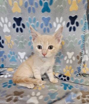 Taffy -  Domestic Short Hair Cat for Adoption in Wabash, Indiana - Taffy | PetCurious