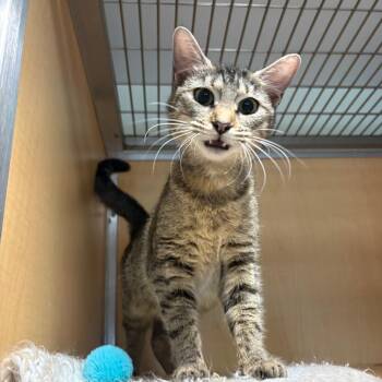 Domestic Short Hair Cats Available for Adoption in Chesapeake, Virginia - Cinnamon | PetCurious