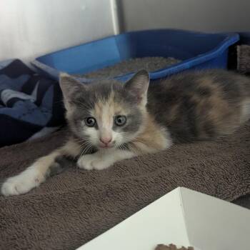 Nellie -  Domestic Short Hair Cat for Adoption in Evansville, Indiana - Nellie | PetCurious
